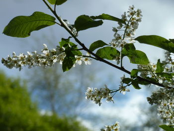 Low angle view of flowering tree against sky