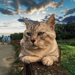 Close-up of cat looking at camera against sky