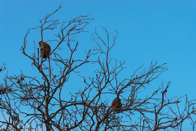 Low angle view of bird perching on bare tree against blue sky