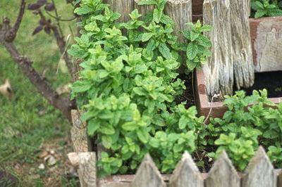 Close-up of plants growing by tree