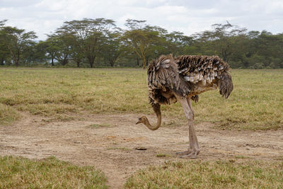 Ostrich  in a field