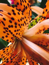 Close-up of a flower