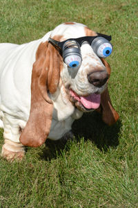 Dog wearing funny glasses on grassy field