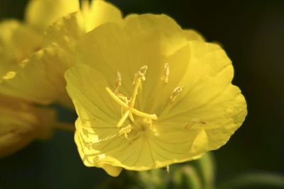 Close-up of yellow flower blooming outdoors