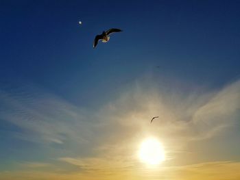 Low angle view of silhouette birds flying against sky