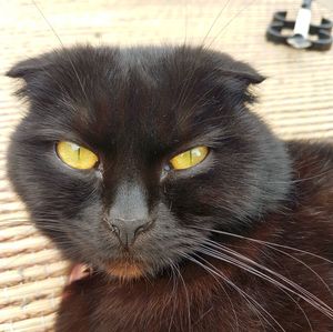 Close-up portrait of a cat