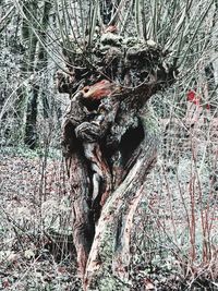 Close-up of bare tree in forest