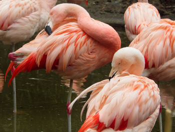 High angle view of birds in water