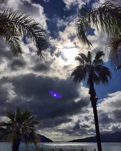 Low angle view of palm tree against cloudy sky