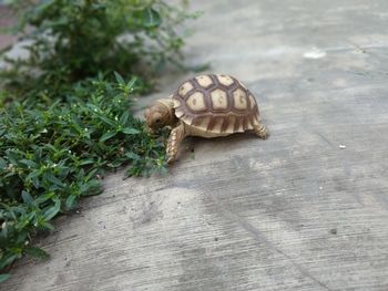 Close-up of lizard on wood