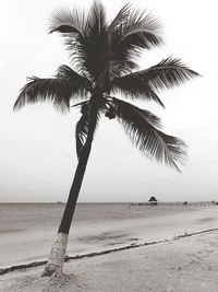 Palm tree by sea against sky