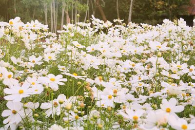 Close-up of white flowering plants on field