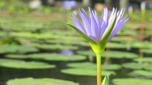 Close-up of water lily blooming outdoors