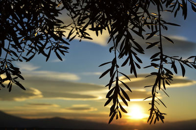 Low angle view of silhouette trees against sky at sunset