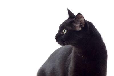 Close-up of a black cat against white background