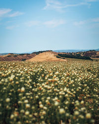 Scenic view of field against sky