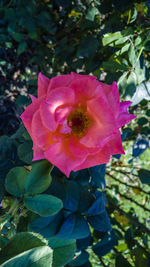 Close-up of pink flower