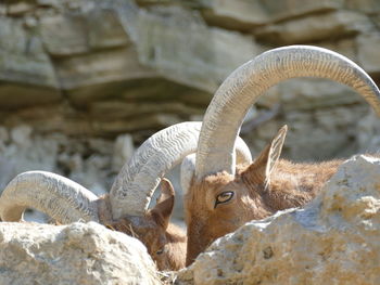 Devil or what. barbary sheep