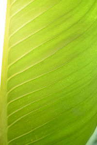 Full frame shot of palm leaf