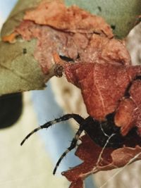 Close-up of insect on leaf