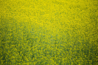 High angle view of yellow flowering plants on field