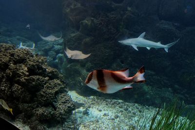 Close-up of fish in aquarium