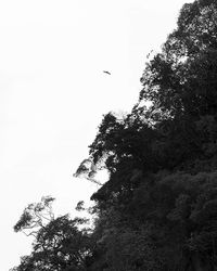 Low angle view of birds on tree