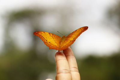 Close-up of butterfly on leaf