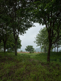 Trees on field against sky
