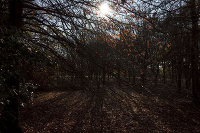 Trees in forest during autumn