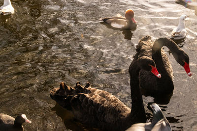 High angle view of ducks swimming in lake