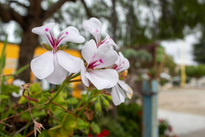 Close-up of white flowering plant