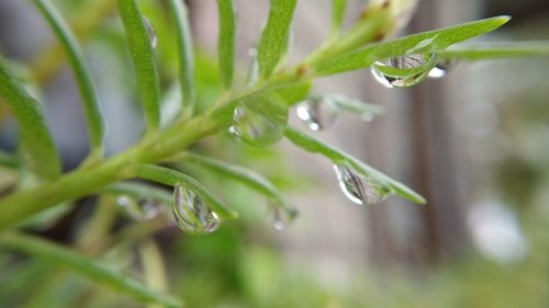 Close-up of water drops on plant during rainy season