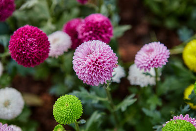 Multicolored chrysanthemum or pom pom flower blossom in the garden