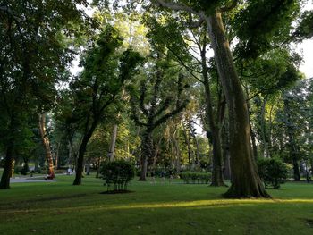 Trees in park