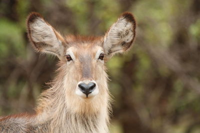 Close-up of deer