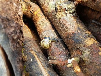 Close-up of lizard on tree trunk