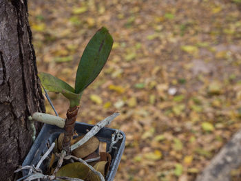 High angle view of leaves on tree trunk