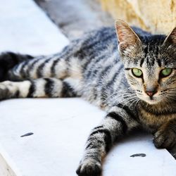 Close-up portrait of a cat