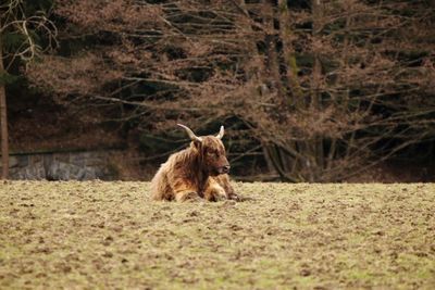 Cattle on ground