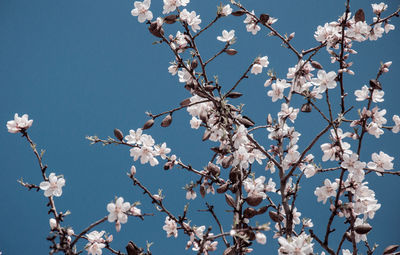 Low angle view of cherry blossom against sky