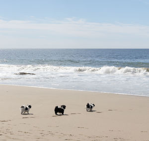 Havanese puppy playing on the beach