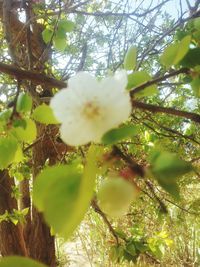 Low angle view of white flowers on tree