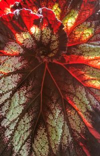 Close up of red leaves