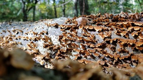 Close-up of mushrooms growing on tree trunk in forest