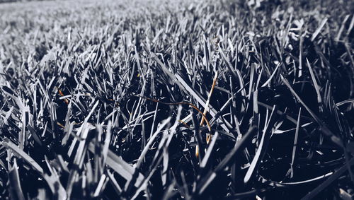 Close-up of snow on field