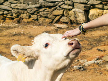 Cropped hand of woman touching cow outdoors