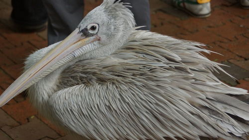 Close-up of pelican