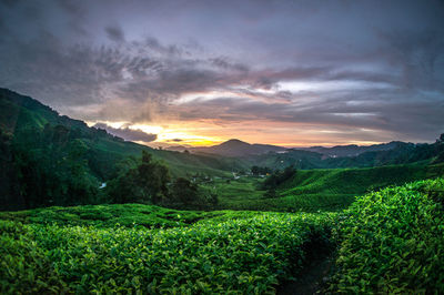 Scenic view of agricultural field during sunset