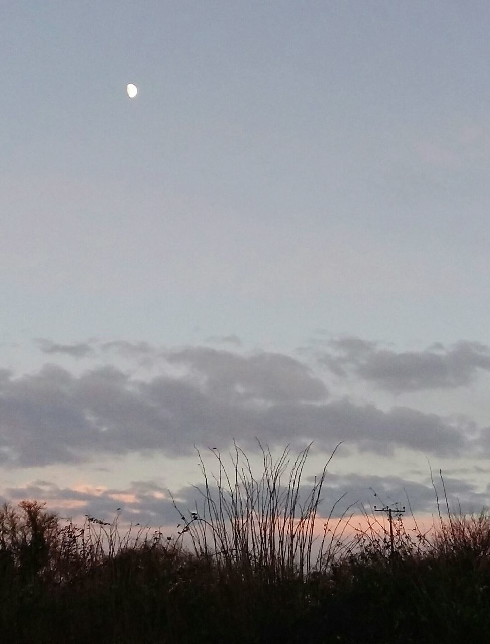 sky, tranquility, tranquil scene, beauty in nature, scenics, nature, moon, silhouette, field, dusk, growth, landscape, cloud - sky, sunset, idyllic, plant, grass, cloud, low angle view, outdoors